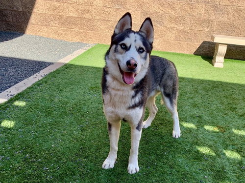 picture of the dog needing adoption