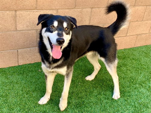 picture of the dog needing adoption