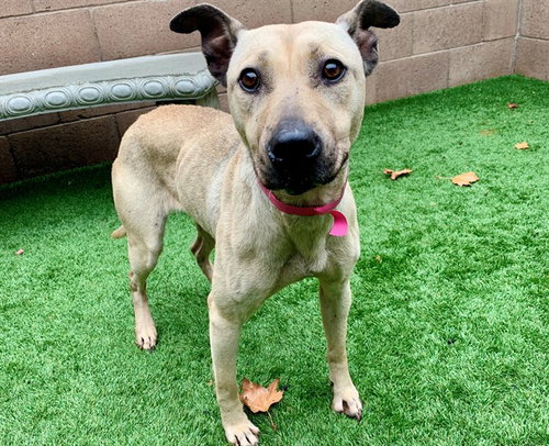picture of the dog needing adoption
