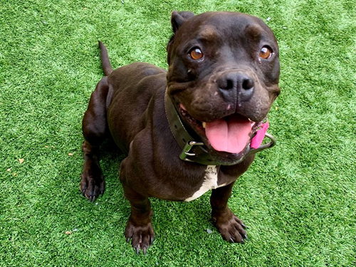 picture of the dog needing adoption