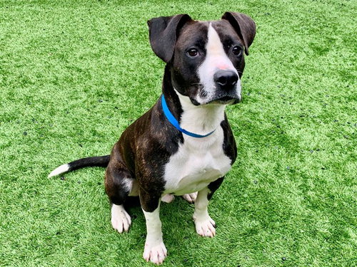 picture of the dog needing adoption
