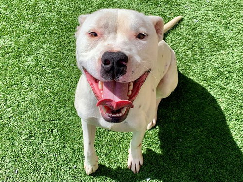 BART, an adoptable Pit Bull Terrier in Moreno Valley, CA