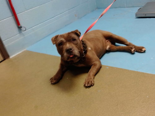 picture of the dog needing adoption