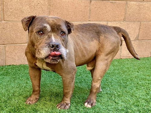 picture of the dog needing adoption