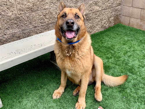 SAMUEL, an adoptable German Shepherd Dog in Moreno Valley, CA