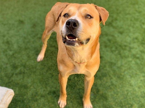 picture of the dog needing adoption