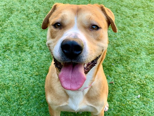 FELICITY, an adoptable Pit Bull Terrier in Moreno Valley, CA