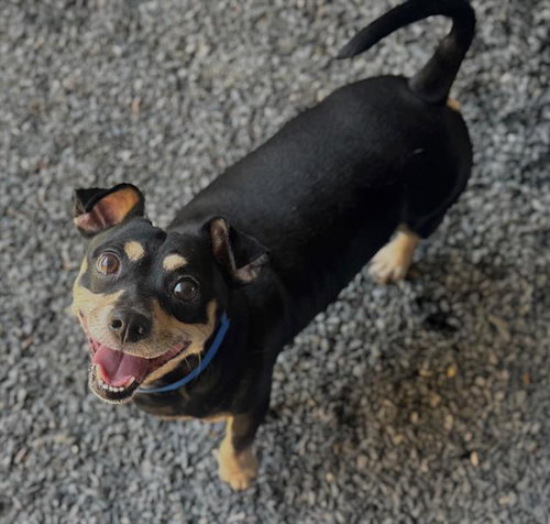 CHICO, an adoptable Dachshund in Moreno Valley, CA