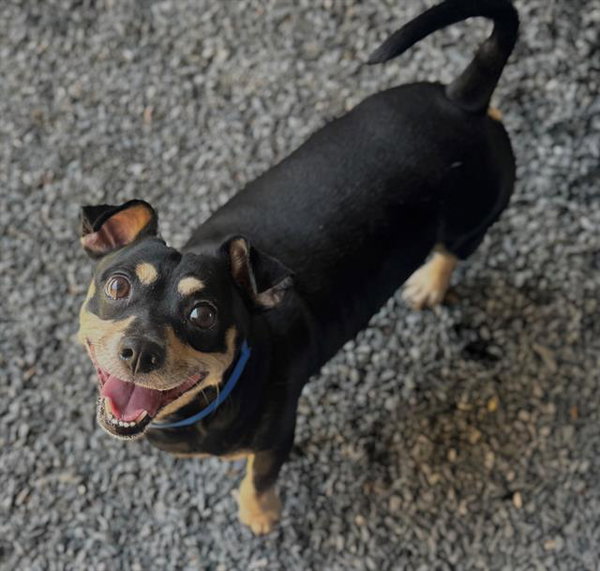 CHICO