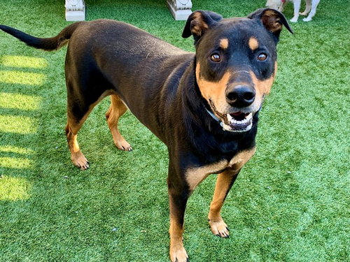 ROCKY, an adoptable Doberman Pinscher in Moreno Valley, CA