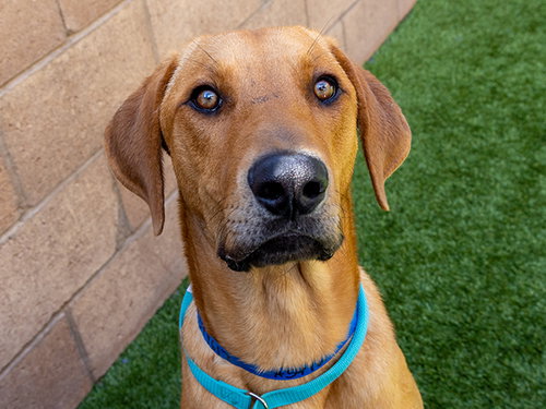 BEAU, an adoptable Redbone Coonhound in Moreno Valley, CA