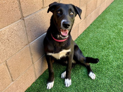 AMY - Labrador Retriever available for adoption
