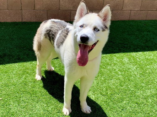 MONIQUE - Siberian Husky available for adoption