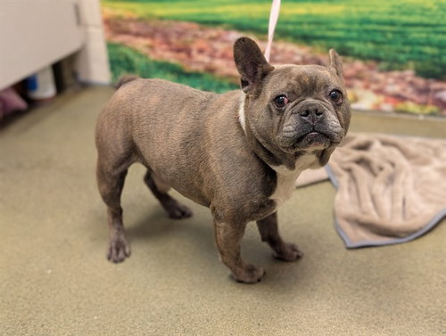 BENNY - French Bulldog available for adoption