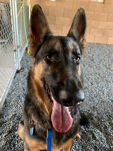 BO - German Shepherd Dog available for adoption