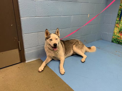 picture of the dog needing adoption