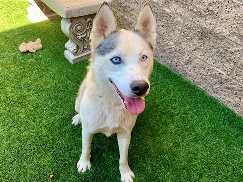HEATHCLIFF, an adoptable Siberian Husky in Moreno Valley, CA