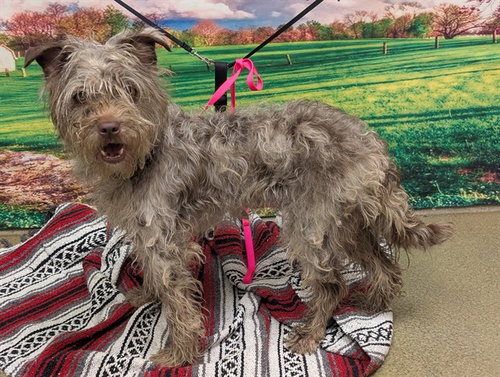 VIOLA, an adoptable Terrier in Moreno Valley, CA
