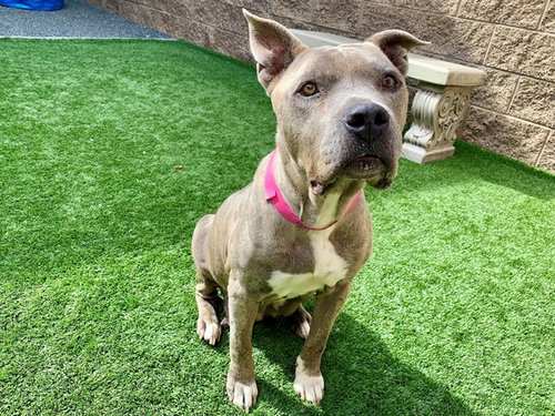 picture of the dog needing adoption