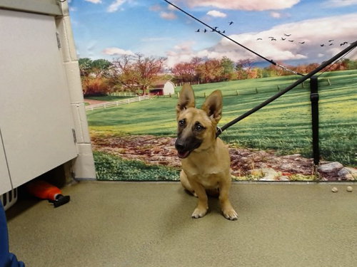 BIRDIE, an adoptable Pembroke Welsh Corgi in Moreno Valley, CA