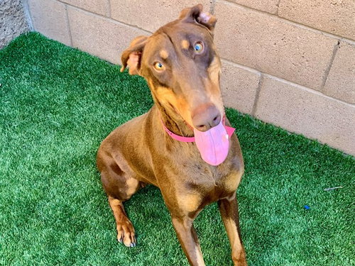 RUBY, an adoptable Doberman Pinscher in Moreno Valley, CA