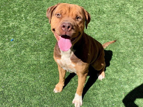 MADDY, an adoptable Mastiff in Moreno Valley, CA