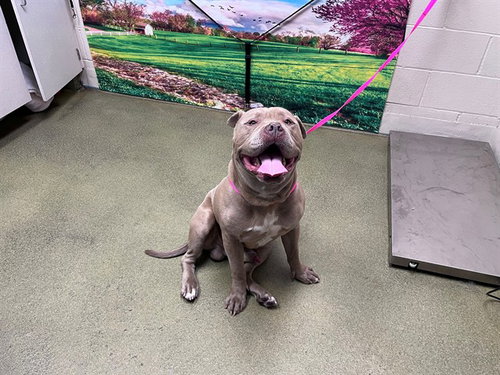 CANELO, an adoptable American Pit Bull Terrier in Moreno Valley, CA