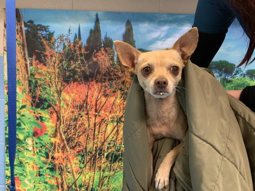 A549894, an adoptable Chihuahua in Moreno Valley, CA
