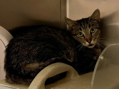 APPA, Adult Domestic Short Hair (medium coat), cat for adoption in Montclair, California
