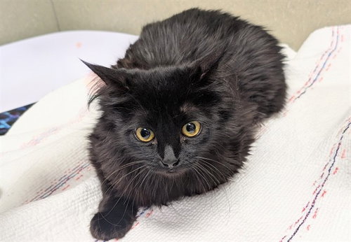 BATHSHEBA, Adult Domestic Medium Hair (medium coat), cat for adoption in Montclair, California