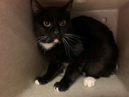 MOMO, Adult Domestic Short Hair (medium coat), cat for adoption in Montclair, California