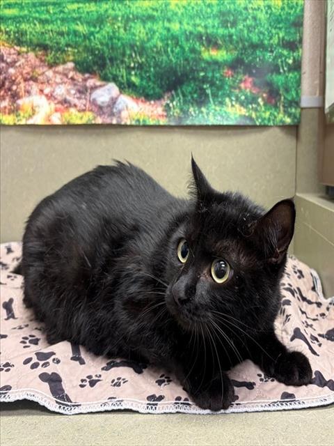 A550304, Senior Domestic Short Hair / Mixed (medium coat), cat for adoption in Montclair, California