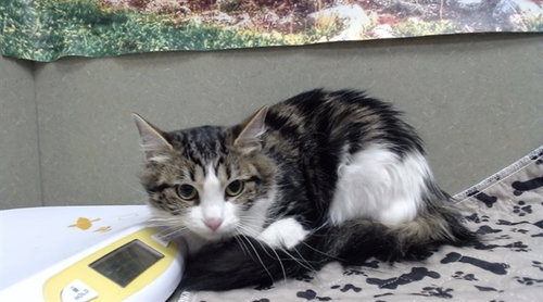 A550305, Adult Domestic Medium Hair (medium coat), cat for adoption in Montclair, California