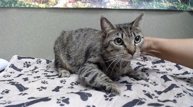 TABITHA