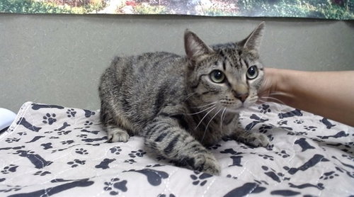 A550306, Adult Domestic Short Hair (medium coat), cat for adoption in Montclair, California