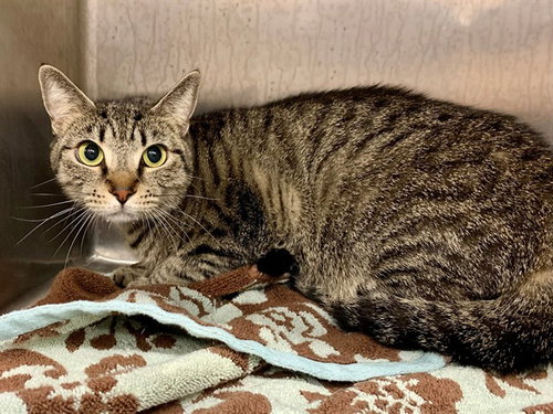 TABITHA, an adoptable Domestic Short Hair in Moreno Valley, CA