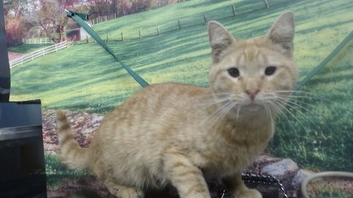 A550309, Young Domestic Short Hair (medium coat), cat for adoption in Montclair, California