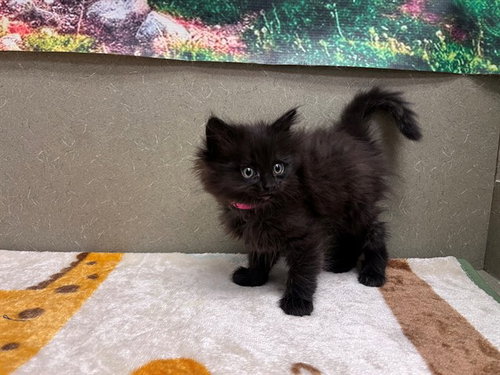 A550502, Baby Domestic Medium Hair / Mixed (medium coat), cat for adoption in Montclair, California