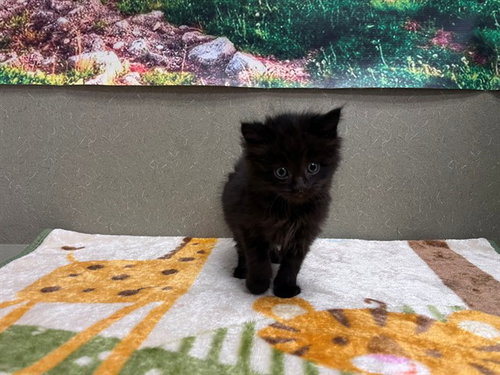 A550503, Baby Domestic Medium Hair / Mixed (medium coat), cat for adoption in Montclair, California