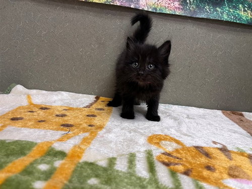 A550504, Baby Domestic Medium Hair / Mixed (medium coat), cat for adoption in Montclair, California