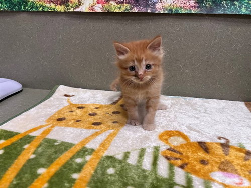A550508, Baby Domestic Medium Hair / Mixed (medium coat), cat for adoption in Montclair, California