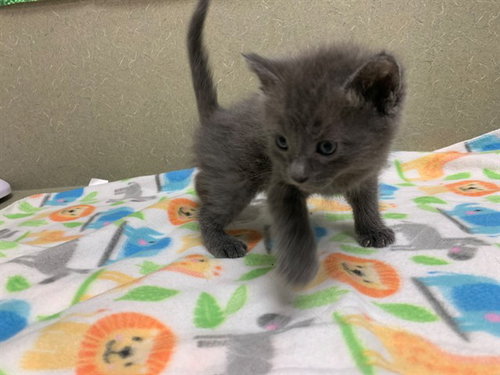 A550536, Baby Domestic Short Hair (medium coat), cat for adoption in Montclair, California