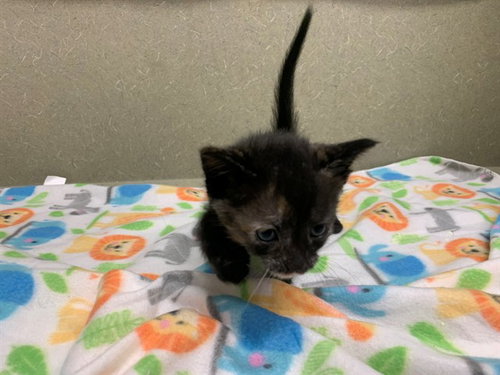 A550538, Baby Domestic Short Hair (medium coat), cat for adoption in Montclair, California