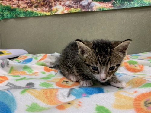 A550539, Baby Domestic Short Hair (medium coat), cat for adoption in Montclair, California