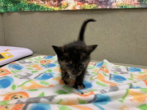 A550540, Baby Domestic Short Hair (medium coat), cat for adoption in Montclair, California