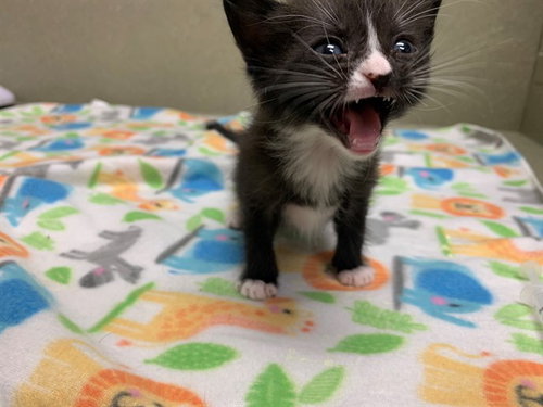 A550541, Baby Domestic Short Hair (medium coat), cat for adoption in Montclair, California