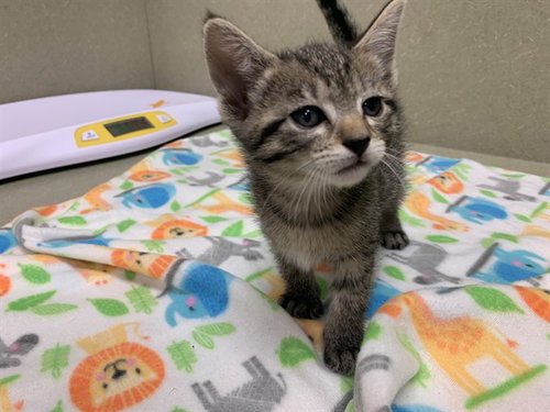 A550542, Baby Domestic Short Hair (medium coat), cat for adoption in Montclair, California