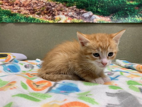 A550544, Baby Domestic Short Hair (medium coat), cat for adoption in Montclair, California