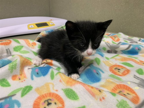 A550545, Baby Domestic Short Hair (medium coat), cat for adoption in Montclair, California