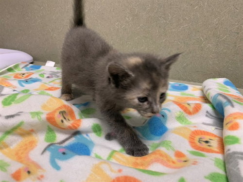 A550546, Baby Domestic Short Hair (medium coat), cat for adoption in Montclair, California